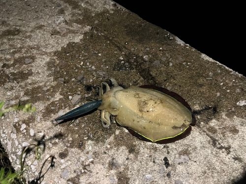 コウイカの釣果