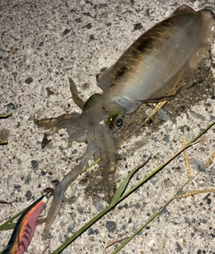 アオリイカの釣果