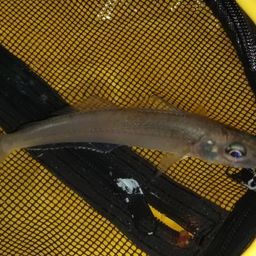 シロギス
