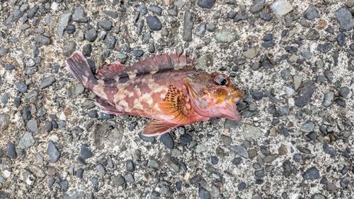 カサゴの釣果