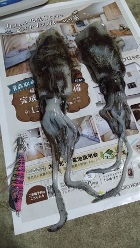 イカの釣果