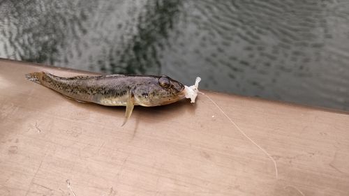 マハゼの釣果