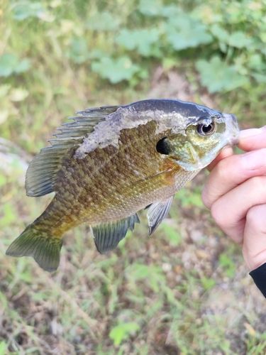 ブルーギルの釣果
