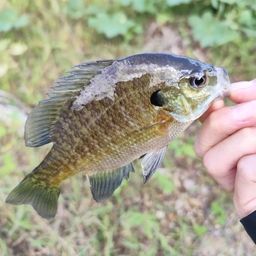 ブルーギル