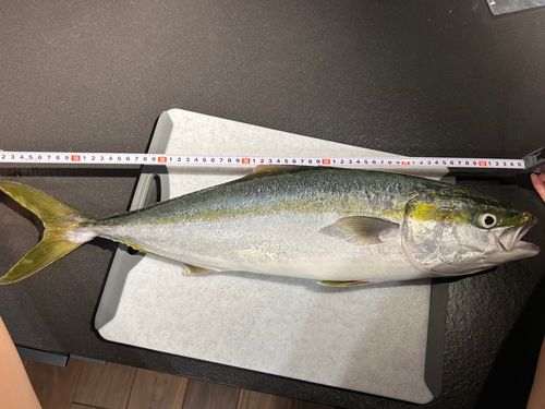 ブリの釣果