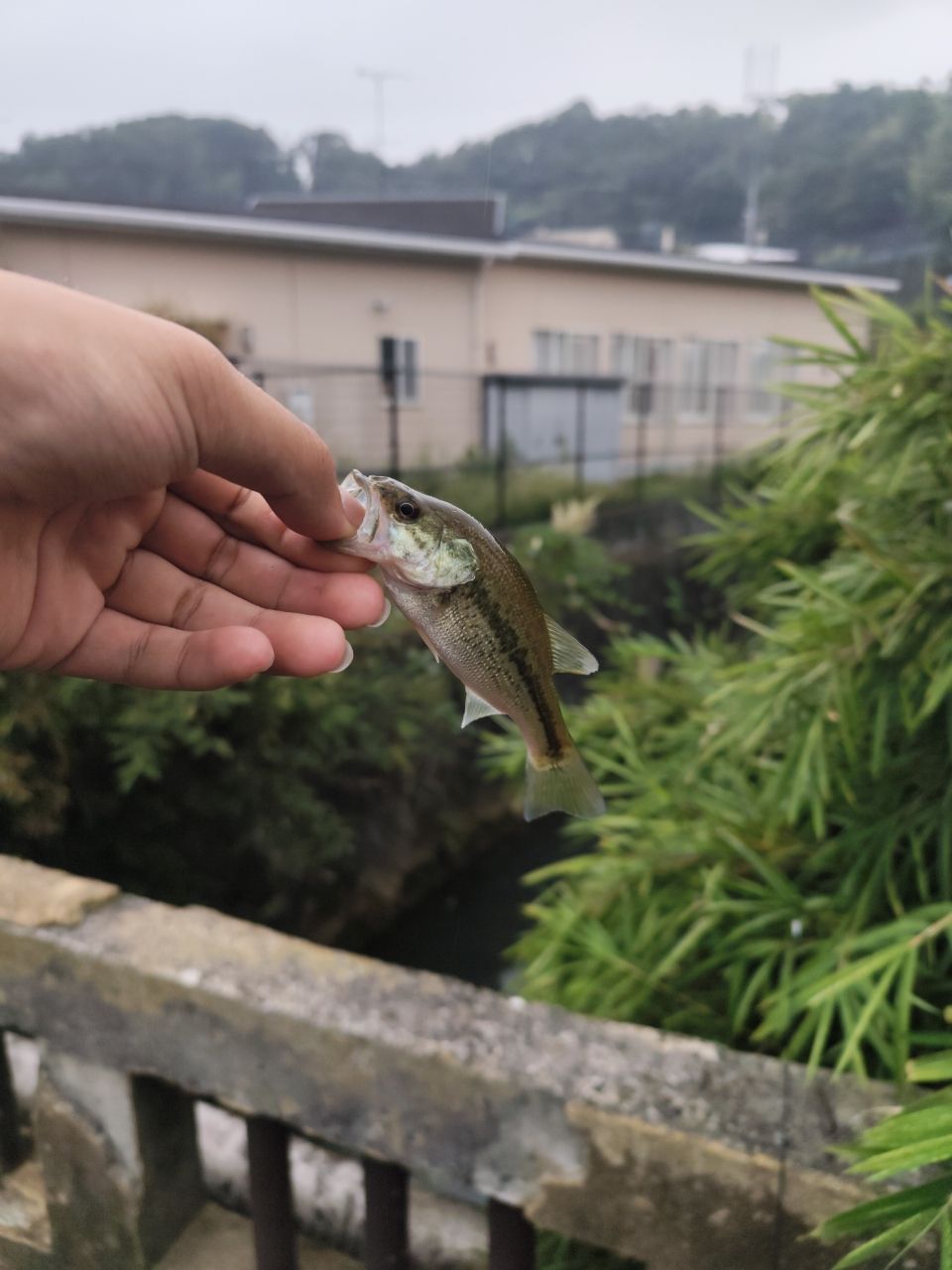 スモールマウスバス