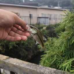 スモールマウスバス