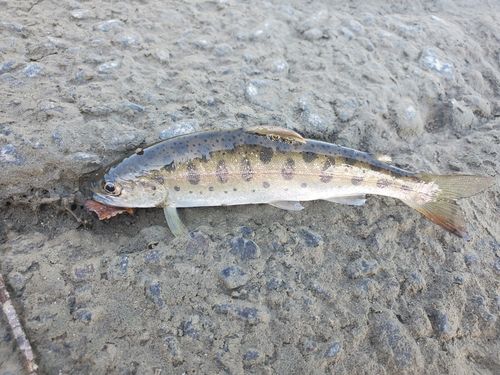 ヤマメの釣果