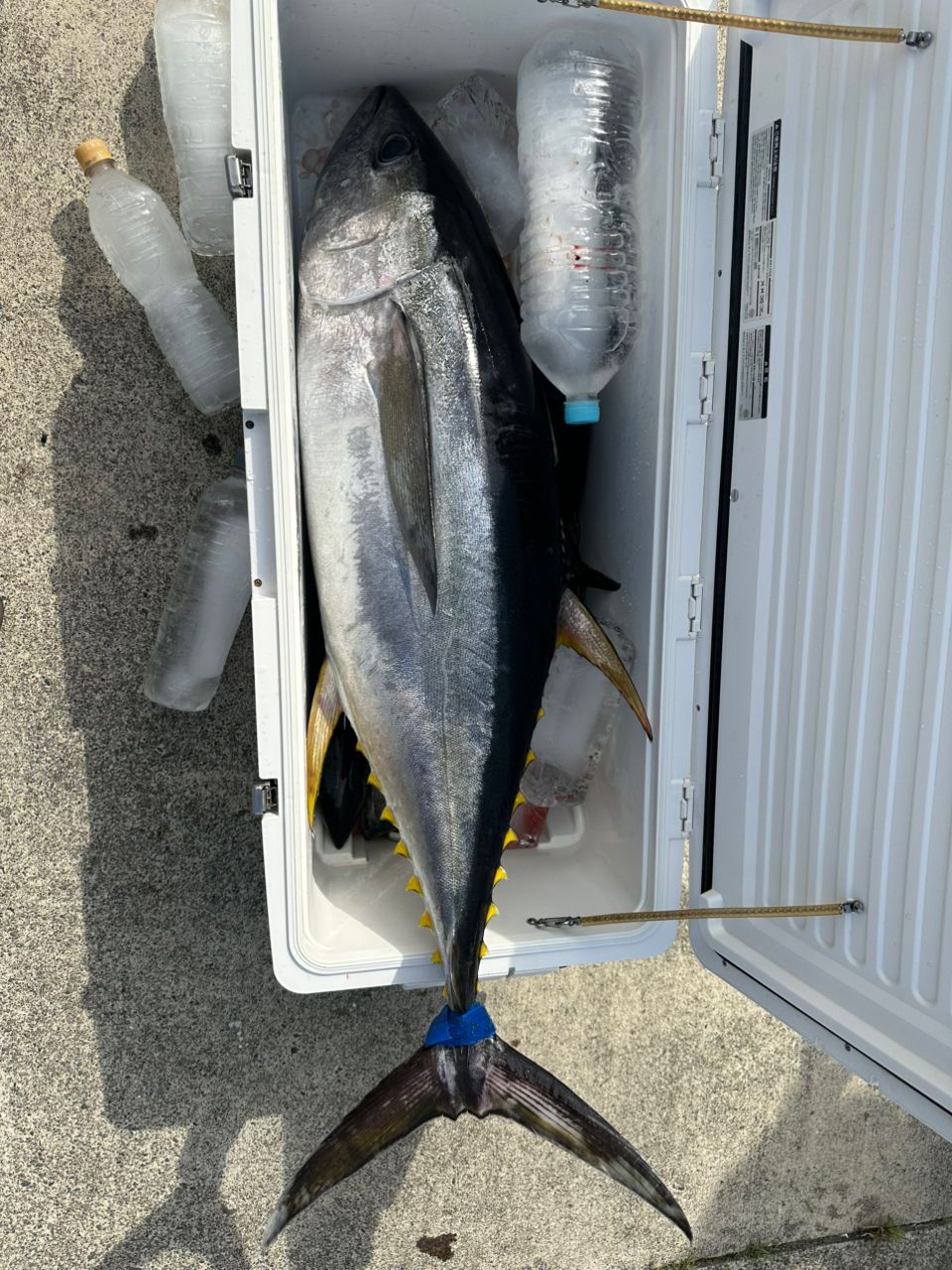 釣りキッチさんの釣果 3枚目の画像