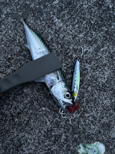 サバの釣果