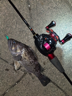 クロソイの釣果