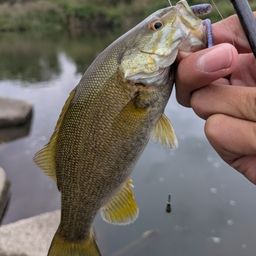 スモールマウスバス