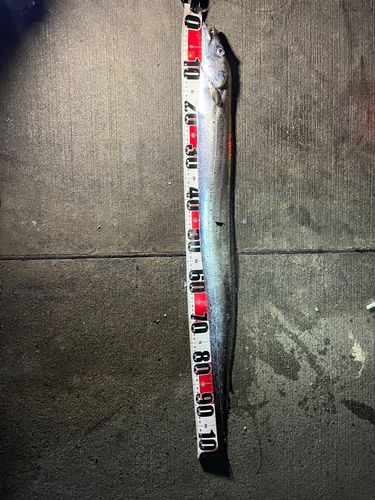 タチウオの釣果
