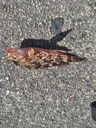 カサゴの釣果
