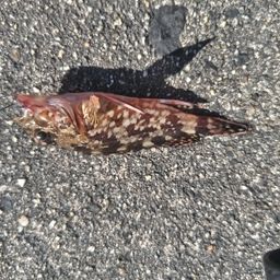 カサゴ