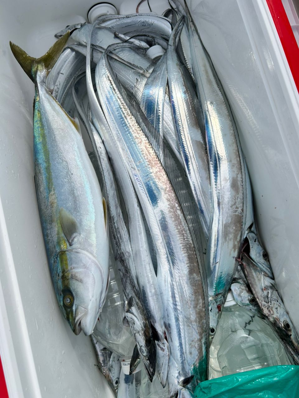 ochanさんの釣果 1枚目の画像