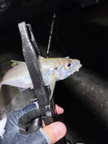 マアジの釣果