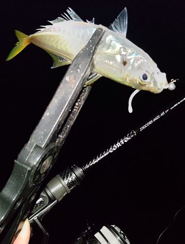 マアジの釣果