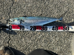 サゴシの釣果