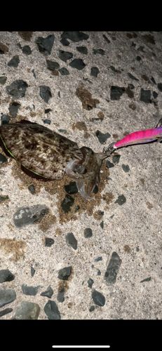 モンゴウイカの釣果