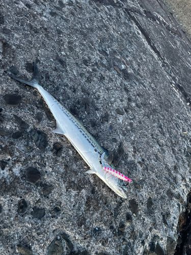 サゴシの釣果
