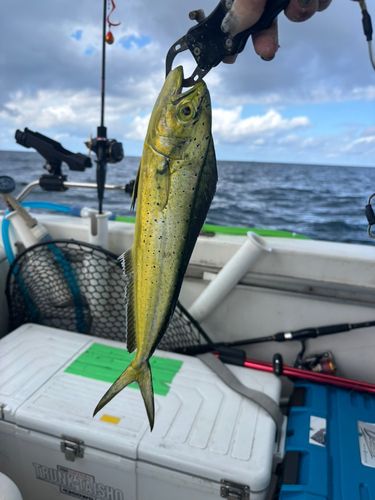 シイラの釣果