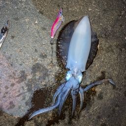 アオリイカ