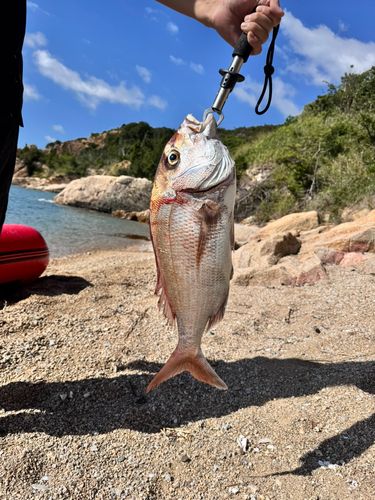 マダイの釣果