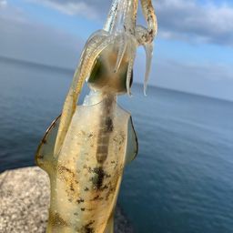 アオリイカ