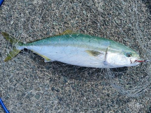 ヤズの釣果