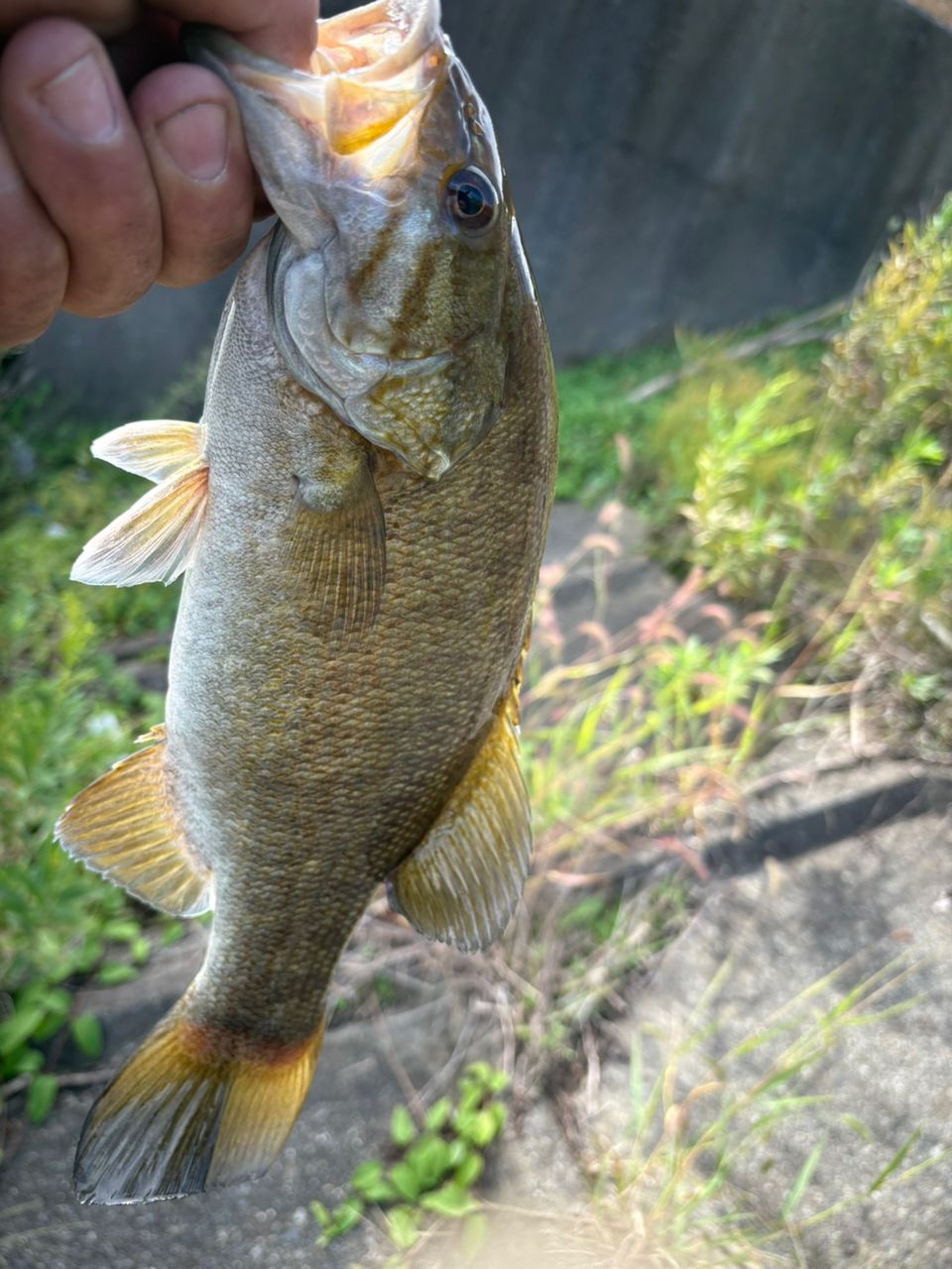 スモールマウスバス