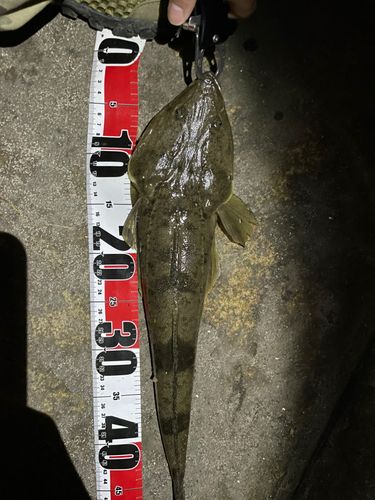 マゴチの釣果