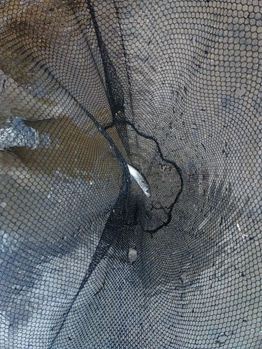 ウグイの釣果