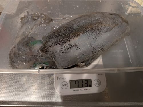 笠戸湾