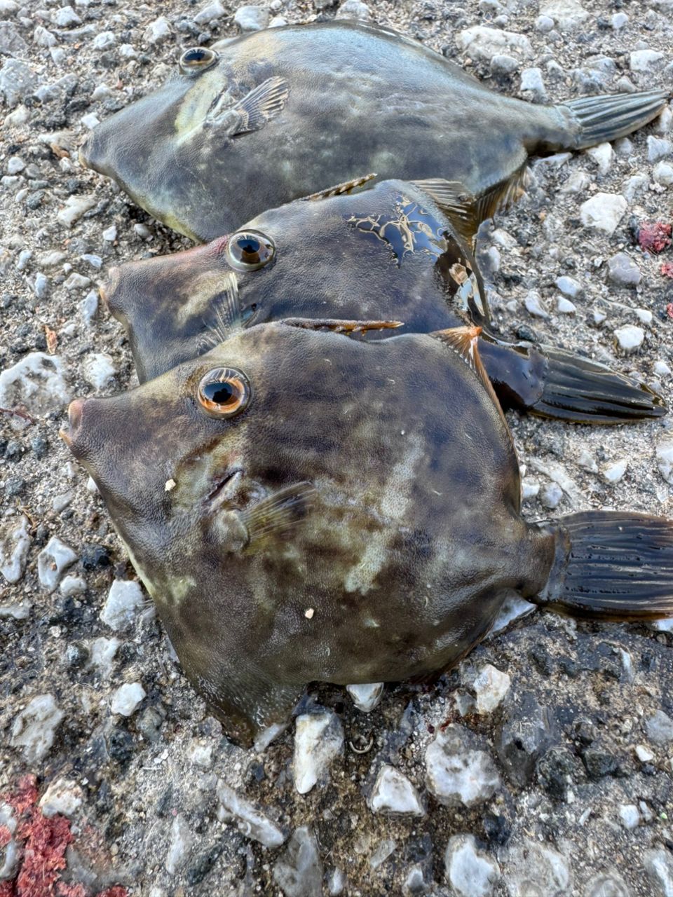 カワハギ