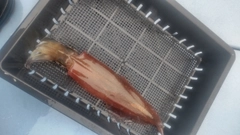 ヤリイカの釣果