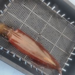 ヤリイカ