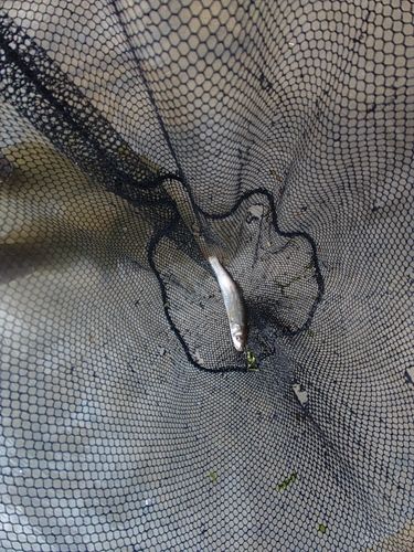 ウグイの釣果