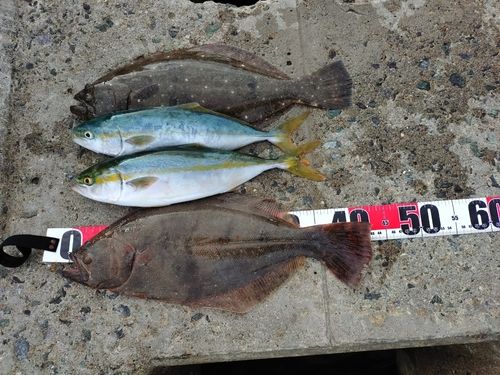ヒラメの釣果