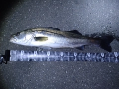スズキの釣果