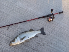 ヒラスズキの釣果