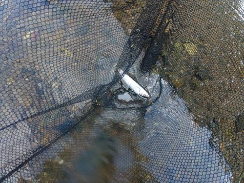 ウグイの釣果