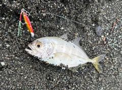 メッキの釣果