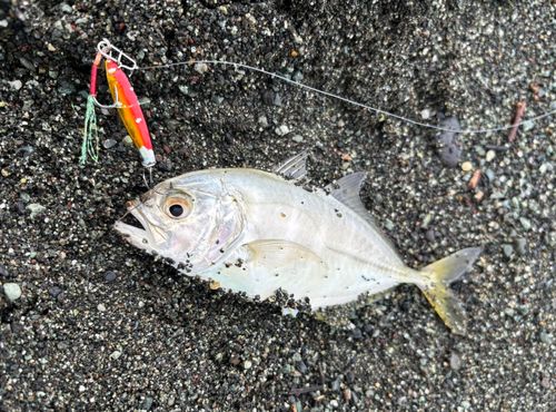 メッキの釣果