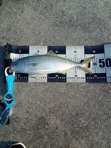 イナダの釣果
