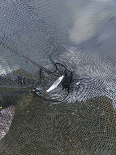 ウグイの釣果