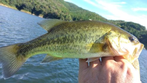 ラージマウスバスの釣果