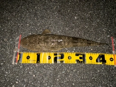 マゴチの釣果
