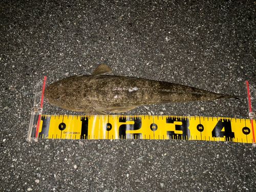 マゴチの釣果