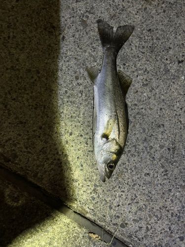 セイゴ（マルスズキ）の釣果